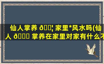仙人掌养 🐦 家里*
风水吗(仙人 🐎 掌养在家里对家有什么不好)